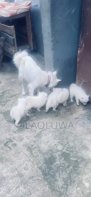 1-3 months Female Purebred American Eskimo