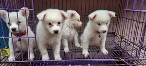 1-3 months Male Purebred American Eskimo