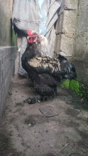 Pure Brahma Chickens - Day-Old Chicks & Matured Breeders Available