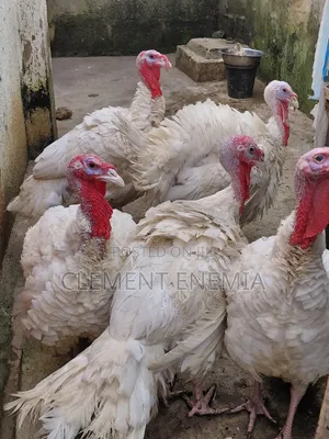 Foreign Turkey