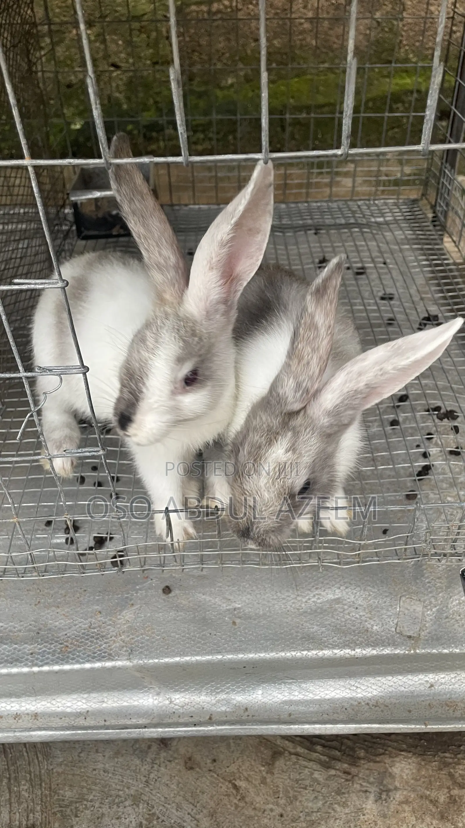 Magpie Rabbit for Sale 