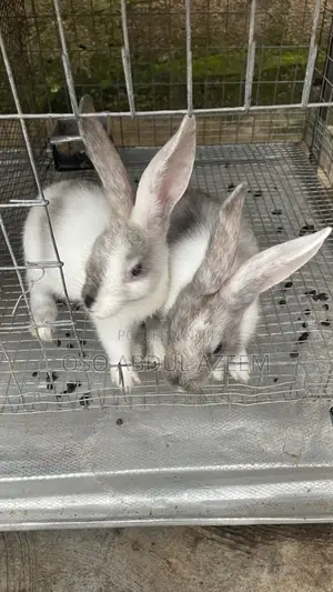 Magpie Rabbit for Sale 