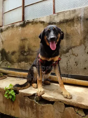 6-12 months Female Purebred German Shepherd