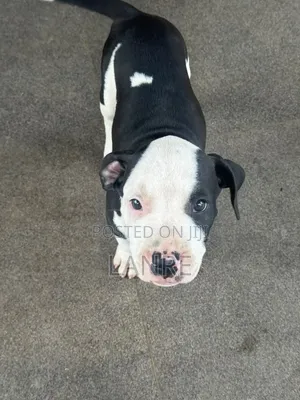 1-3 months Female Purebred American Pit Bull Terrier
