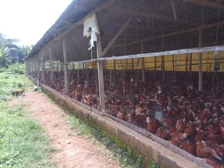 Poultry Construction/ Multipurpose Farm Construction