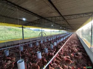 Poultry Construction/ Multipurpose Farm Construction