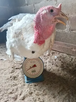 Giant Foreign Turkeys