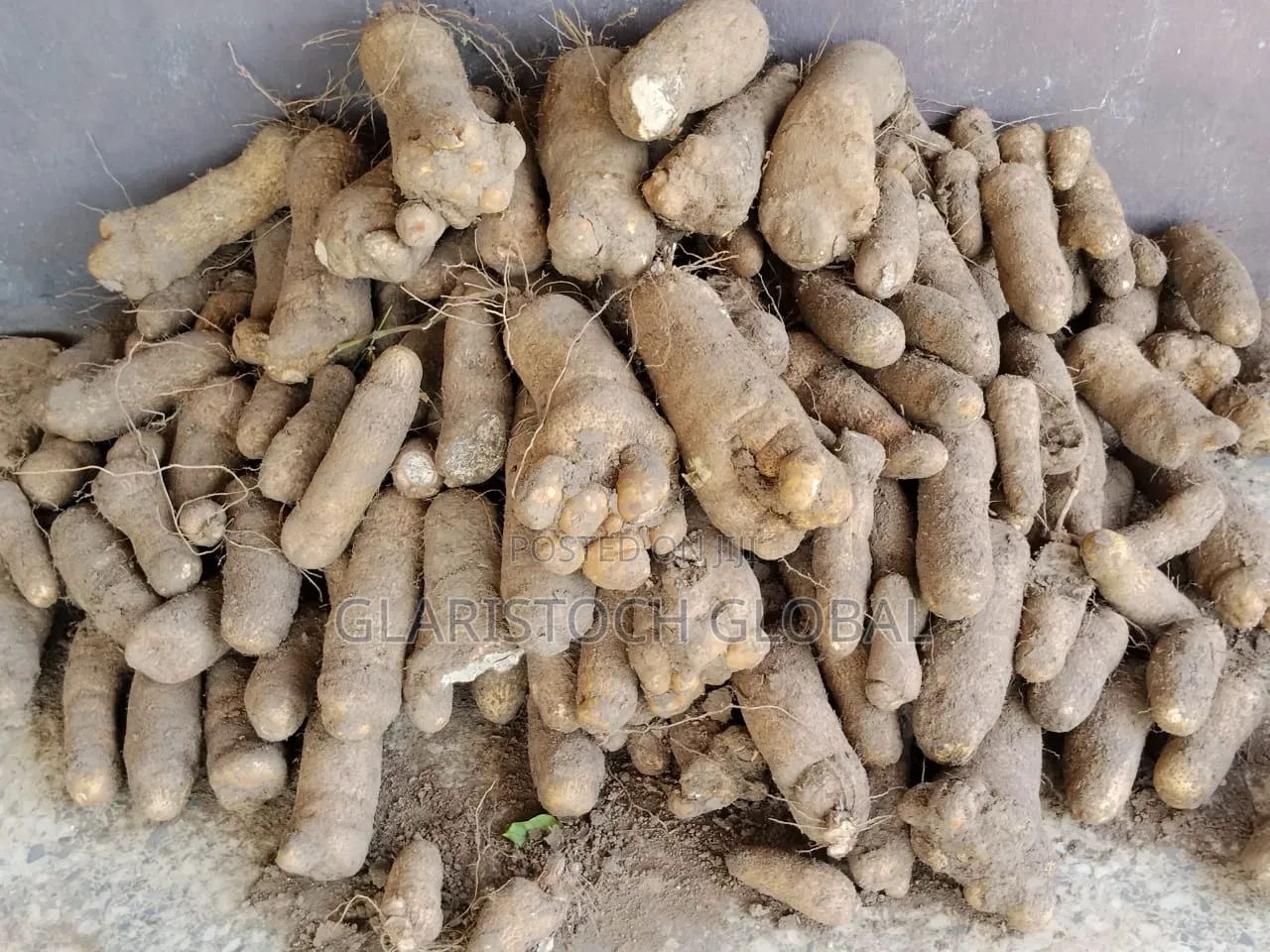 Yam Tubers