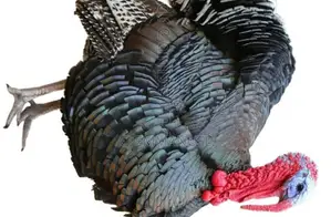 Turkey Male
