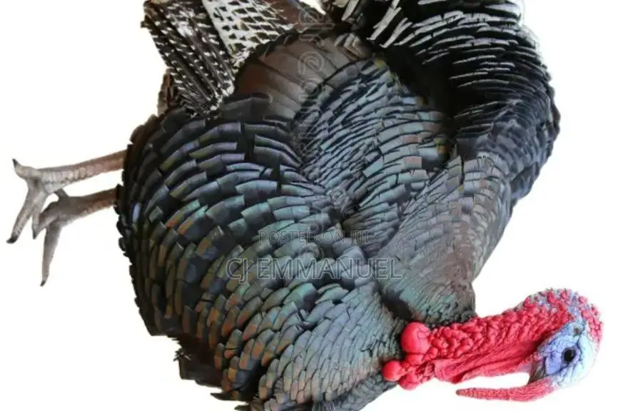 Turkey Male