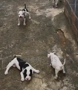 1-3 months Male Purebred American Pit Bull Terrier