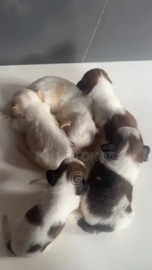 0-1 month Female Purebred Lhasa Apso