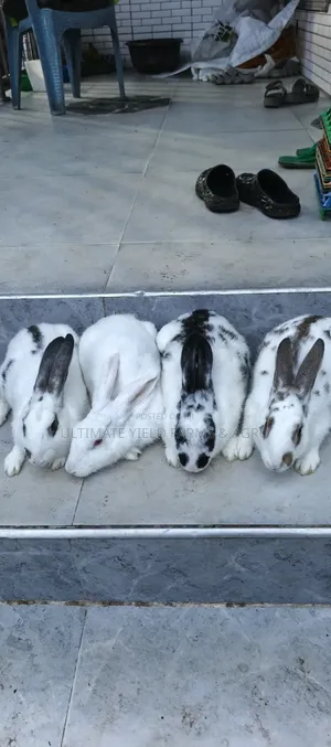 Healthy Mature Rabbits Available for Sale.