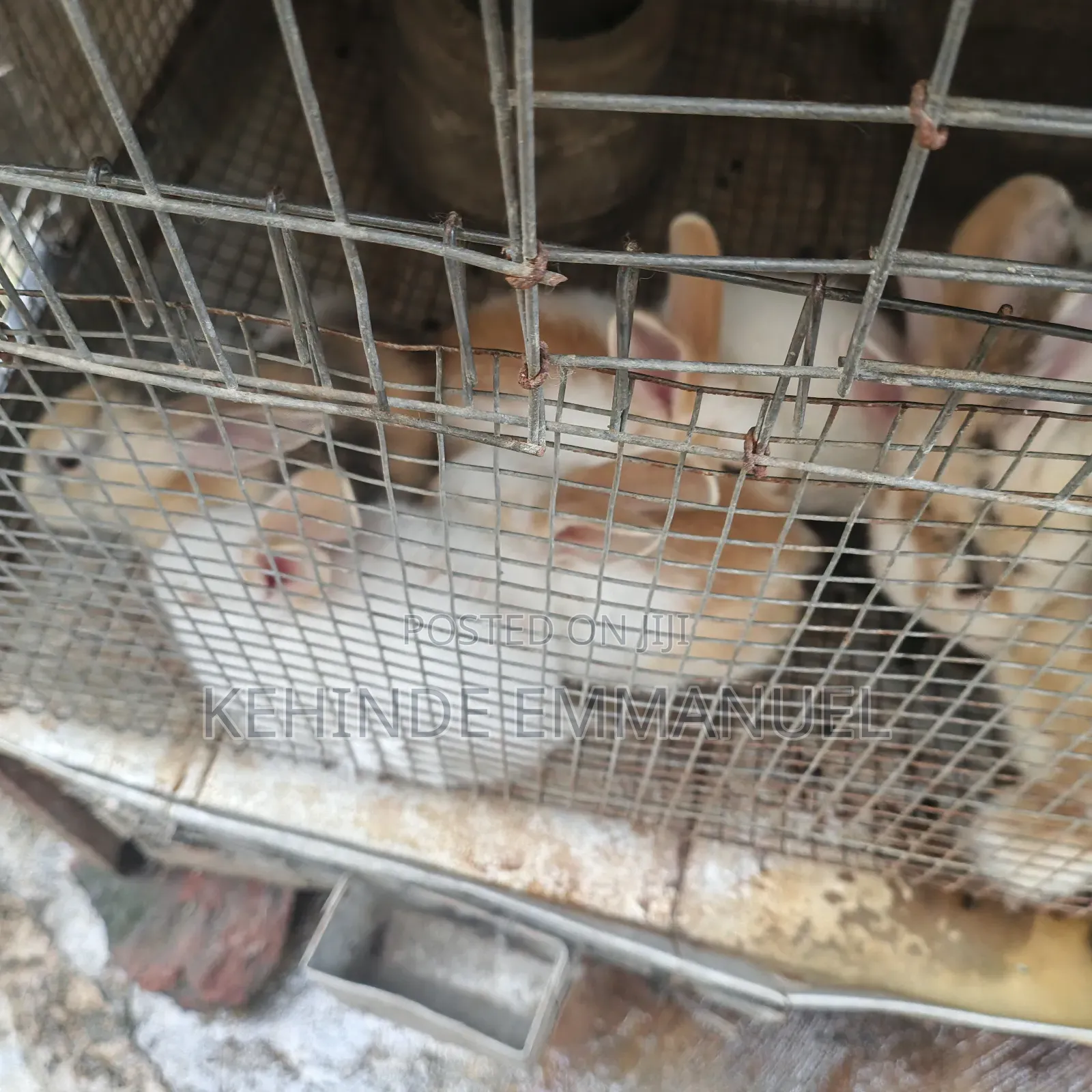 Rabbit Sales