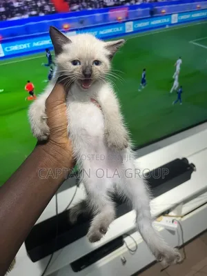 1-3 months Female Purebred Siamese