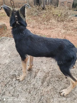 1-3 months Male Purebred German Shepherd