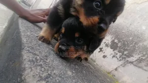 1-3 months Female Purebred Rottweiler