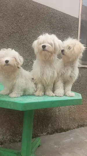 3-6 months Female Purebred Lhasa Apso