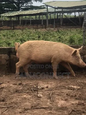Over 20 Months Old Large White Pig for 350,000 Naira Only