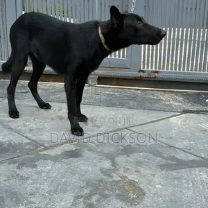 6-12 months Male Purebred German Shepherd