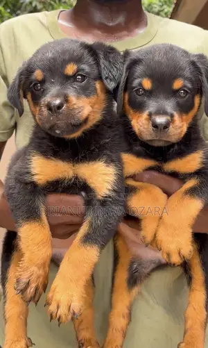 1-3 months Female Purebred Rottweiler