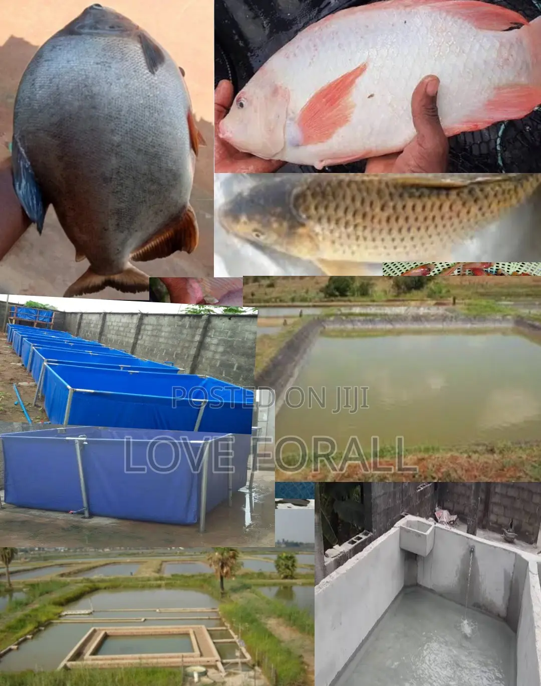 Highly Profitable Backyard Fish Farming