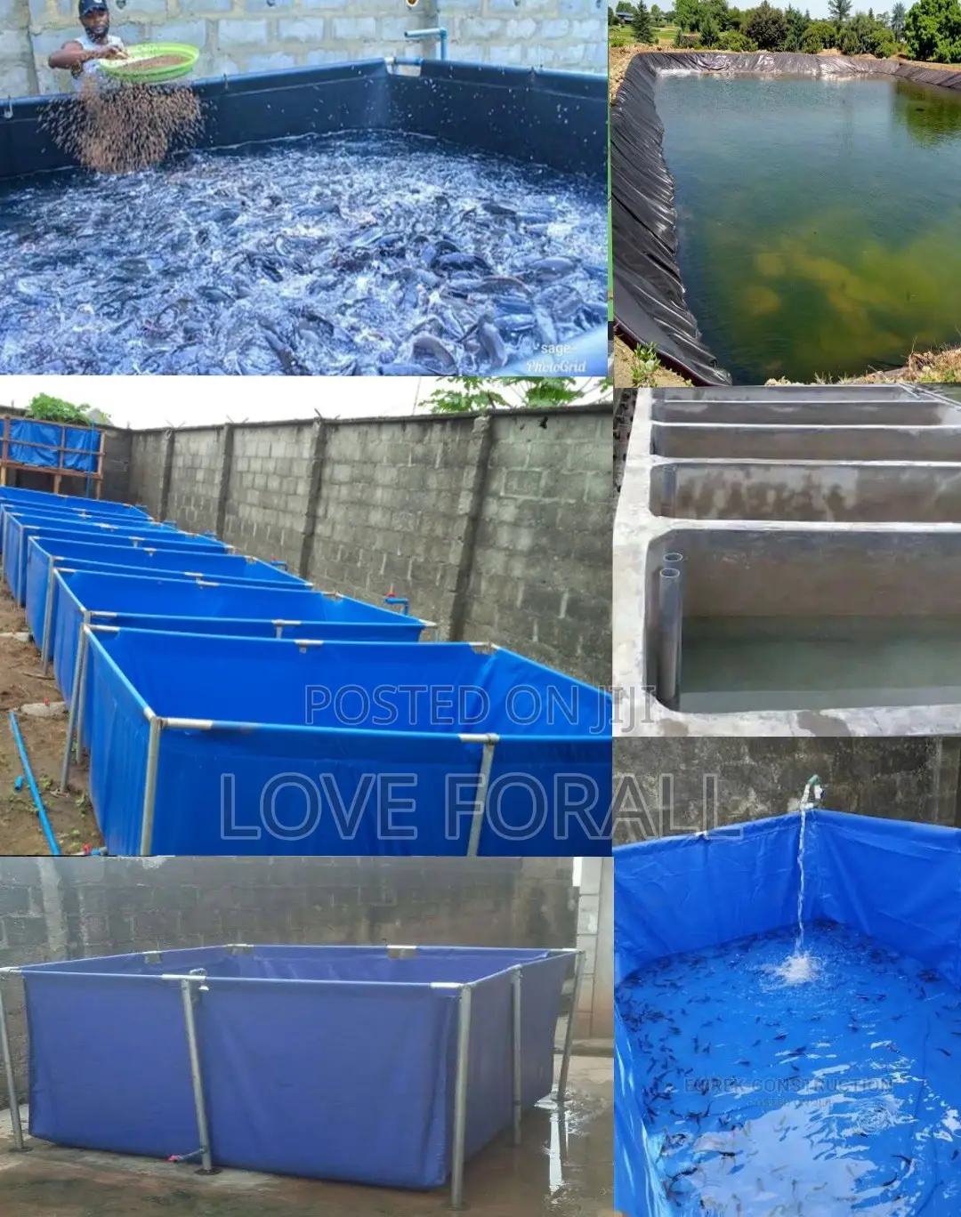 Highly Profitable Backyard Fish Farming