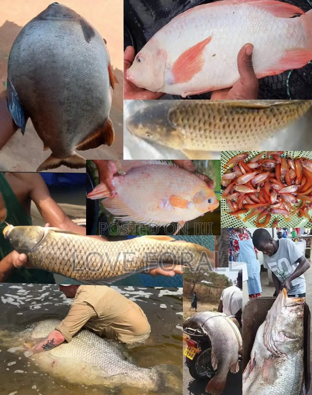 Highly Profitable Backyard Fish Farming