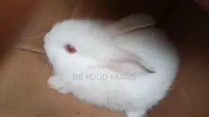 Quality Giant Healthy Rabbit Breeds