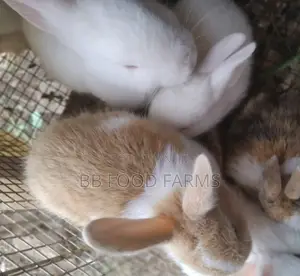 Quality Giant Healthy Rabbit Breeds