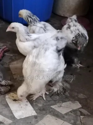 Brahma Fowl