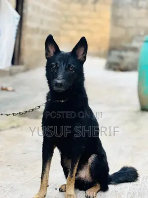 1+ year Male Mixed Breed German Shepherd
