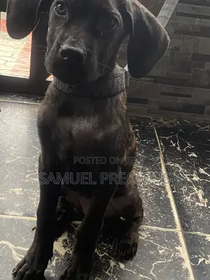 3-6 months Female Purebred Cane Corso