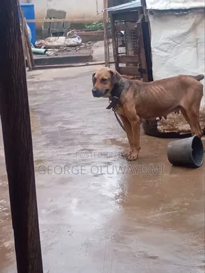 1+ year Female Purebred Boerboel