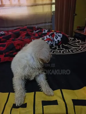 0-1 month Male Purebred Lhasa Apso