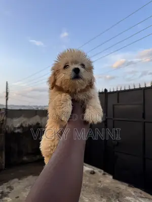 1-3 months Female Purebred Lhasa Apso