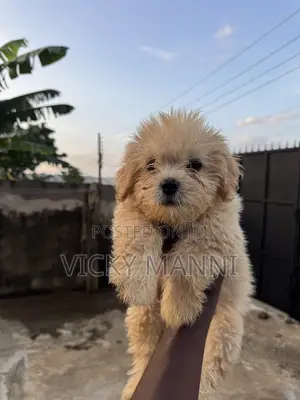1-3 months Female Purebred Lhasa Apso