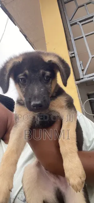 1-3 months Male Purebred German Shepherd