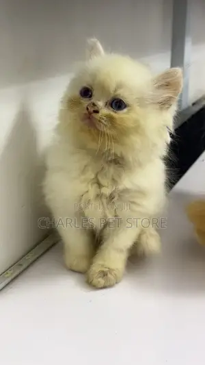 1-3 months Female Purebred Persian