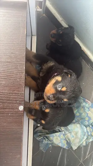 1-3 months Female Purebred Rottweiler