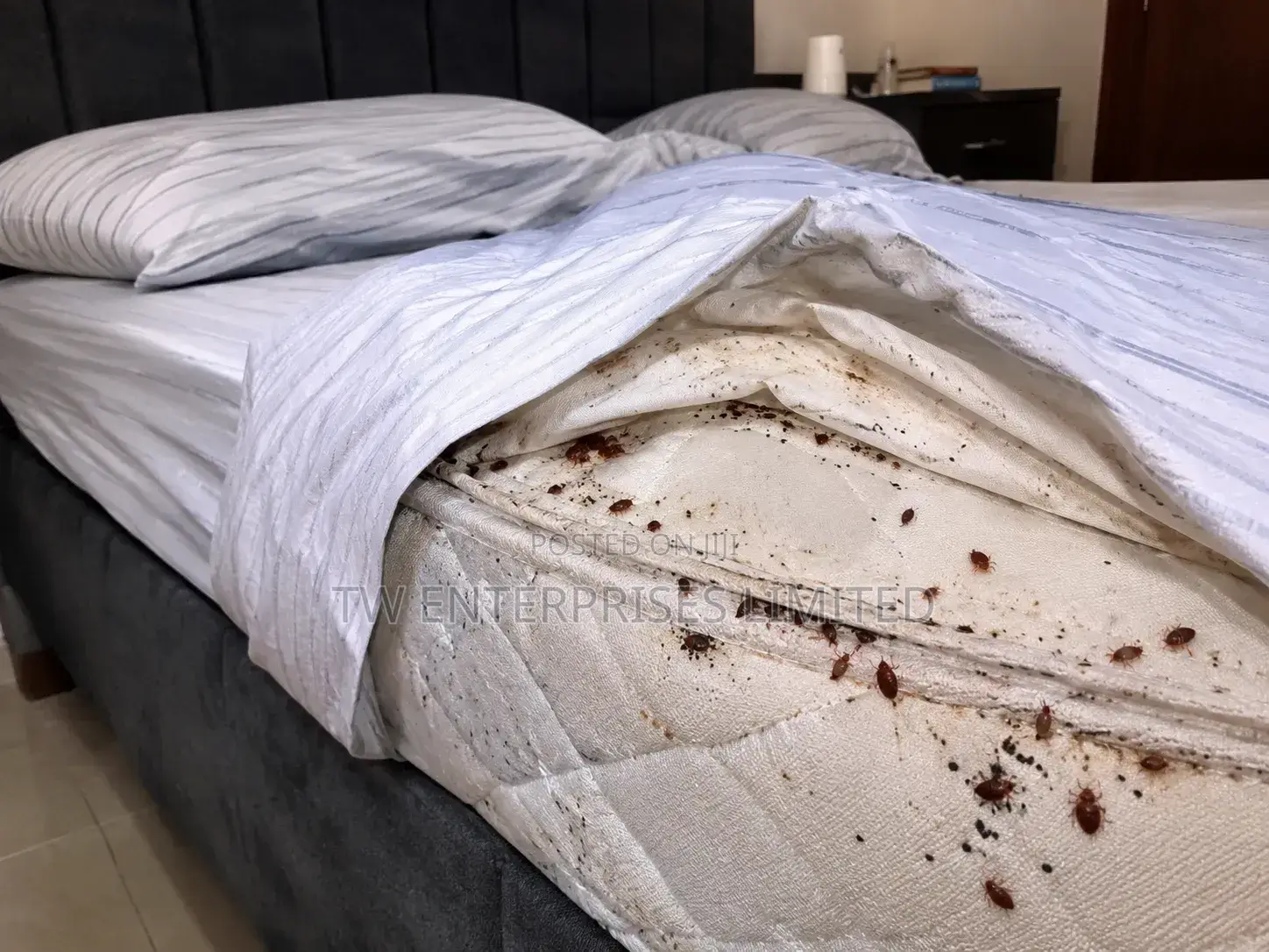 Professional Bed Bug Treatment & Fumigation | Lagos