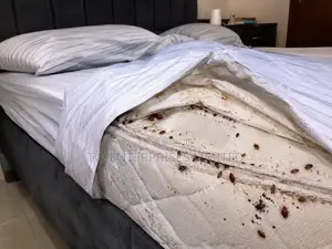Professional Bed Bug Treatment & Fumigation | Lagos