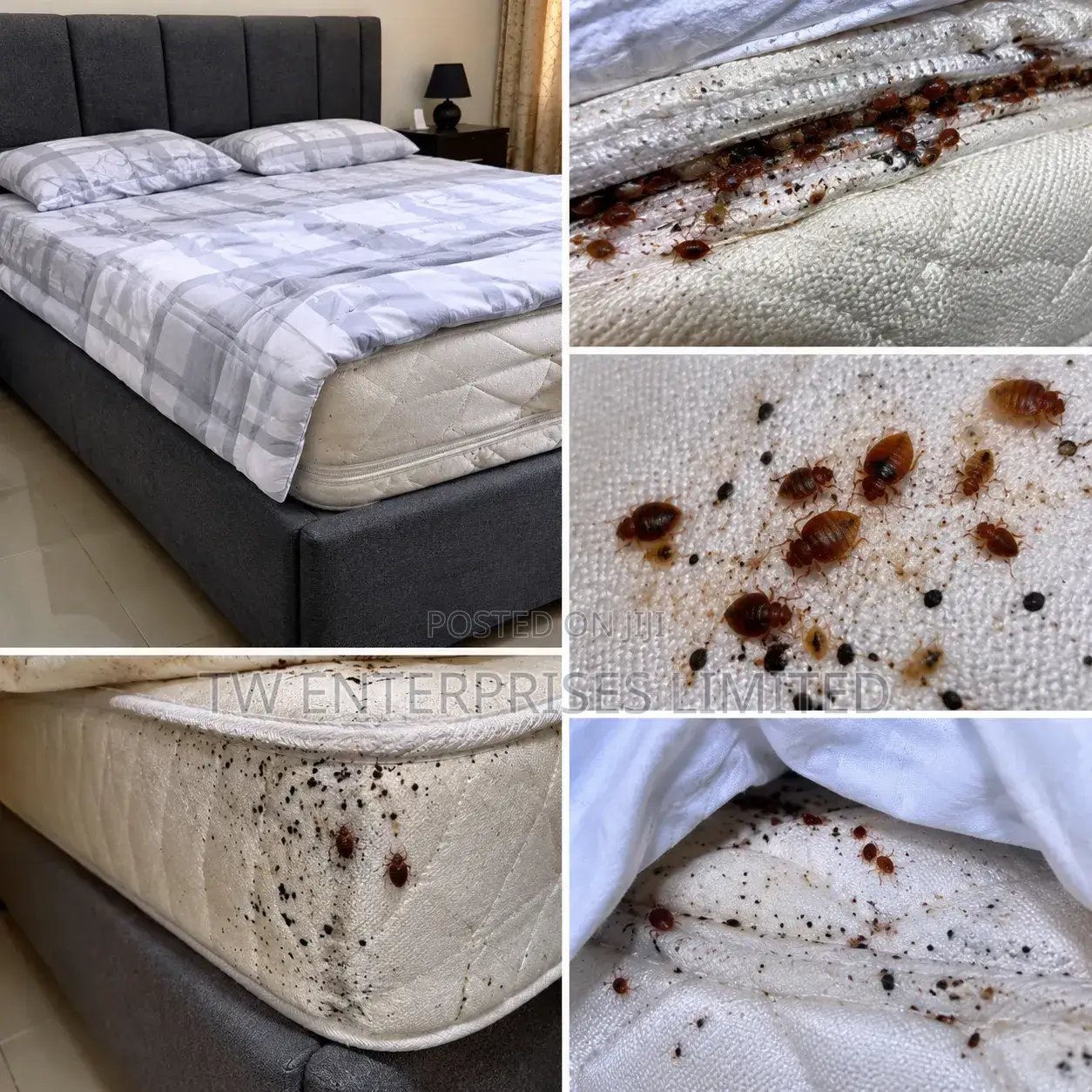Professional Bed Bug Treatment & Fumigation | Lagos