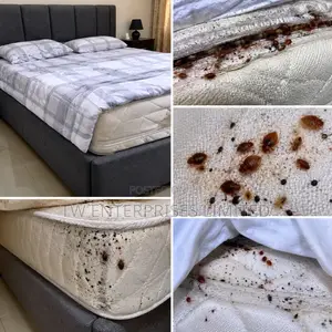 Professional Bed Bug Treatment & Fumigation | Lagos
