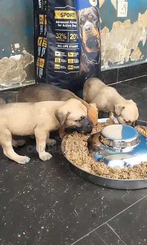 1-3 months Female Purebred Boerboel