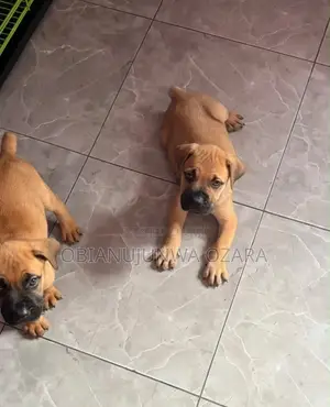 1-3 months Female Purebred Boerboel