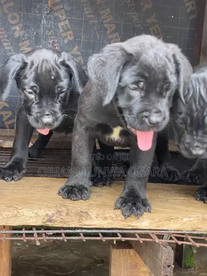 1-3 months Female Purebred Cane Corso