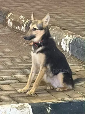 3-6 months Female Purebred German Shepherd