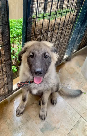 3-6 months Male Mixed Breed Caucasian Shepherd