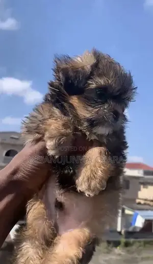 1-3 months Male Purebred Lhasa Apso